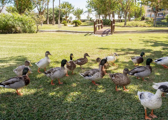 Sunstay Costa Pretty Flat Ii * Torremolinos